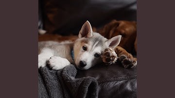 Remarkable Backdrops for Calm Puppies