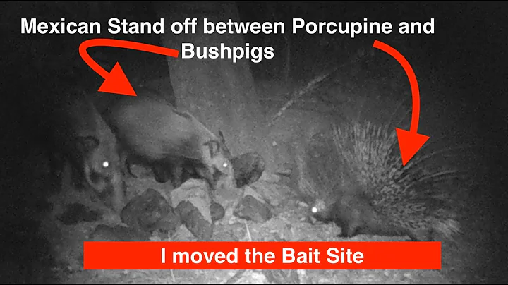 Bushpig Baiting Site Update We Moved the Site!!