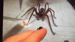 Real Spider watches and reacts to "man untagles huge wolf spider with only a sharp knife and ruler!"