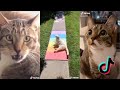 CUTEST CAT MOMENTS | Cat TikTok Compilation