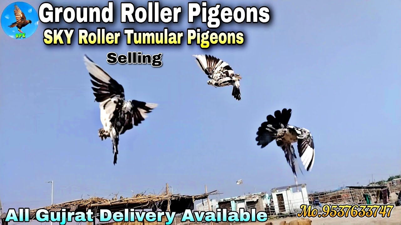 Ground Roller Jamin Faltar Sky Roller||Roller Pigeons Kutch Loft