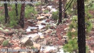 Caminando por Tirajana entre pinos, barrancos y barranquillos tras la tormenta - Kijo Mejias