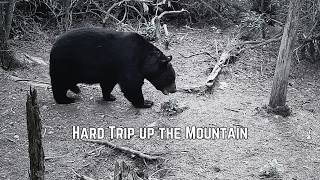 You've Bears Here? - From My Highest Hill 8