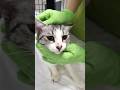 Котикам из квартиры бабули с деменцией #нужнапомощь и это только 1 часть животных #спасаемжизни