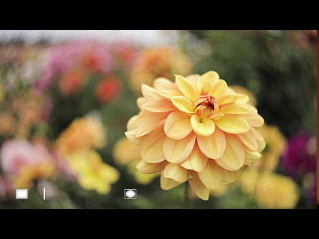Lensbaby University Floral Series: 5 - Masterclass with the