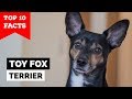 Toy Fox Terrier - Top 10 Facts