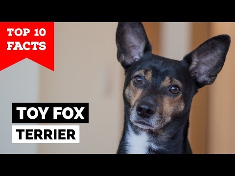 Video: Seperti Apa Terrier Mainan?