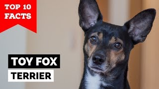 Toy Fox Terrier  Top 10 Facts