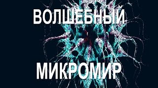 Волшебный микромир!! Удивительная жизнь и удивительный мир! #ПланетаТайн