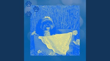 Astonishing Moods for Dog Party at Home