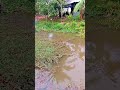 ลามไปทั่ว #farming #fishing #fruit #garden #food #nature #tree #fish