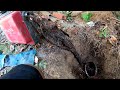 DrainSpotters #76 - Rooted Drain