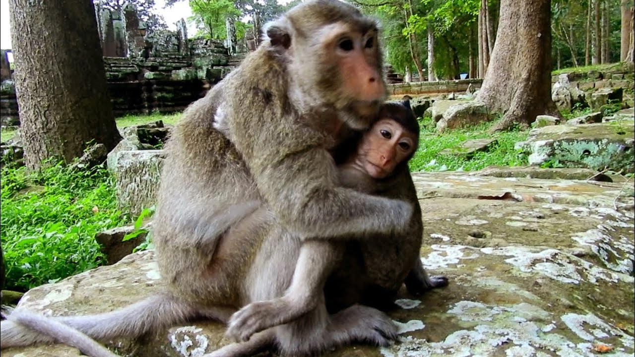 picture editor The Best Mom Monkey Marry All Times Having Good Care To Baby, Surprise for This Picture