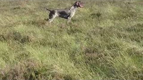 Hunting a German Shorthaired Pointer - The Turn Whistle and its uses