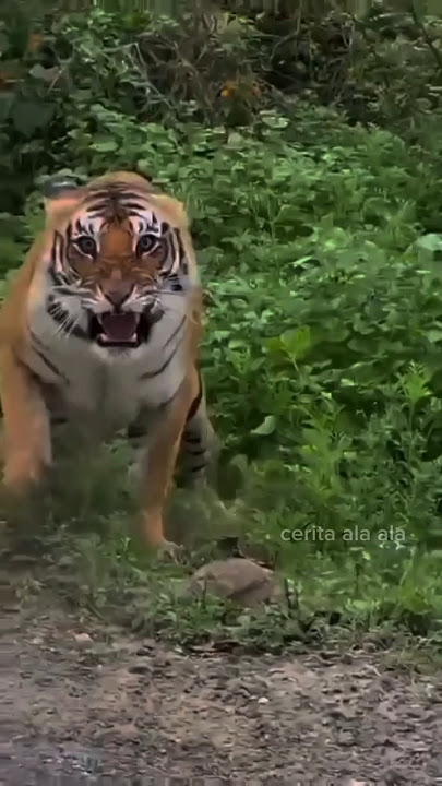 tips agar selamat saat bertemu harimau liar di hutan #shorts