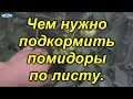 Томаты: важная листовая подкормка. Плантофол.