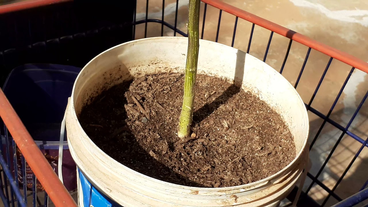 Como fazer sementes feminizadas