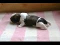 Cute Puppies Learning to Walk