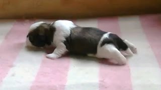 Cute Puppies Learning to Walk