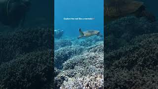 First Time SNUBA on Maui | What It Feels Like Underwater