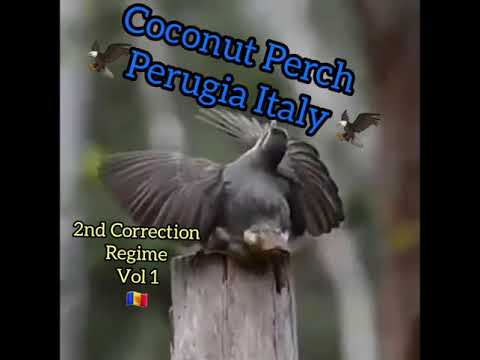 EIYE JORJOR COCONUT PERCH PERUGIA ITALY 2019 2020