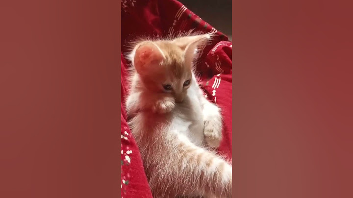 எது நடந்தாலும் நம்ம நடக்கக்கூடாது படுத்து கிடப்போம் 🤣🤪 #virelshorts #catfunny #comedydub #catvideos