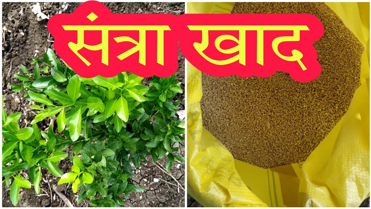 Santre Ke Ped Ki Growth Kaise Badhaye | संत्रा खत व्यवस्थापन | Santra Khat Niyojan | Orange Farming