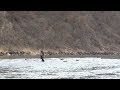 #240 渓流解禁　早春の銀鱗に心ときめく～奥飛騨・安曇野　湯けむり旅情～