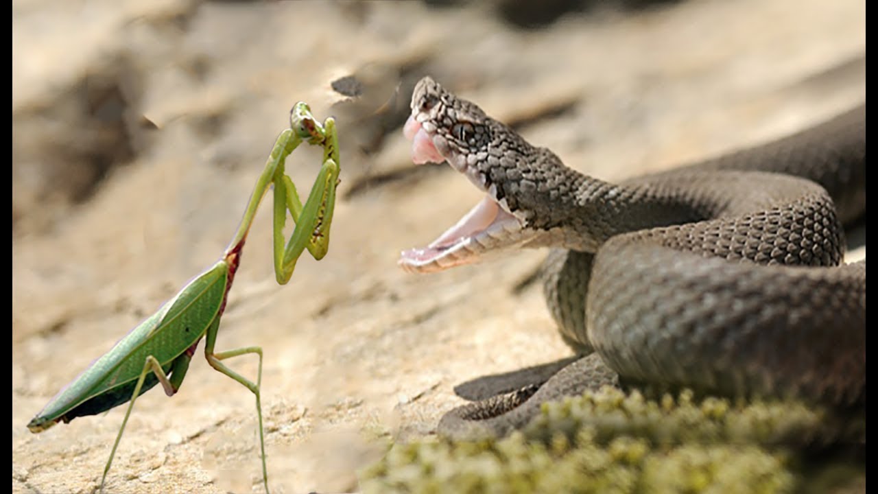 Питание змей мышами. Богомол и змея. Богомол против змеи. Змея ест ящерицу.