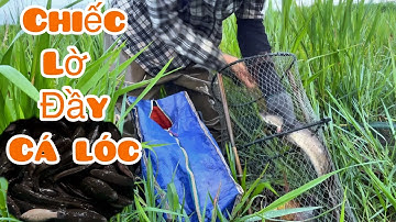 Thăm bẫy sau bão- cá lóc vào đầy lờ xách không nổi-traditional fishing trap 5/11