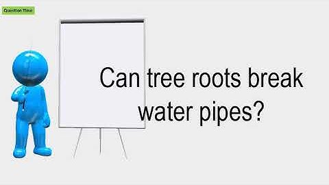 Can Tree Roots Break Water Pipes?