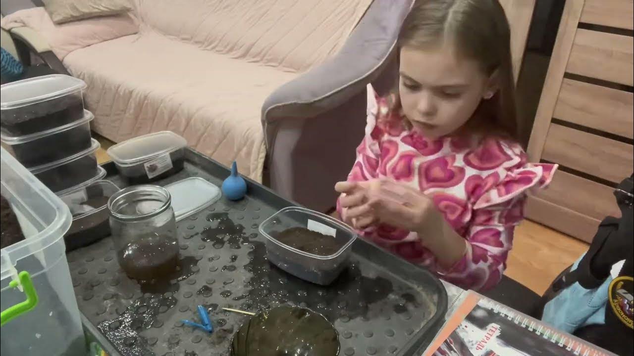 Сеем видео. Всходы рассады баклажан. Лобелия когда сеять на рассаду. Сеем видео. Семена в почве.