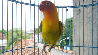 Merangsang Lovebird Balibu 3 Bulan Agar Ikut Ngekek 100% Nyaut Mendengar Labet Ngetik Ngekek Ajaib