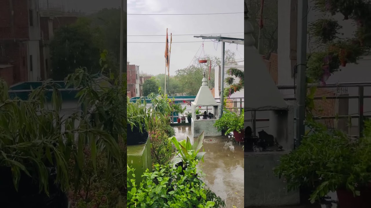 Start Rainy Days 🌧️☔️🌧️🌿🌱#gardening #garden #shortsfeed #plants #summer #nature #homegarden
