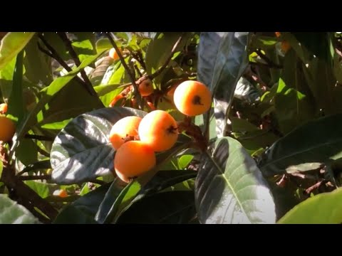 Video: Informacije o drevesu Loquat - Gojenje in skrb za Loquat Tree