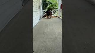 Famous Mouse Trap Car (STEM Pathways Course)😀👍 Net Worth