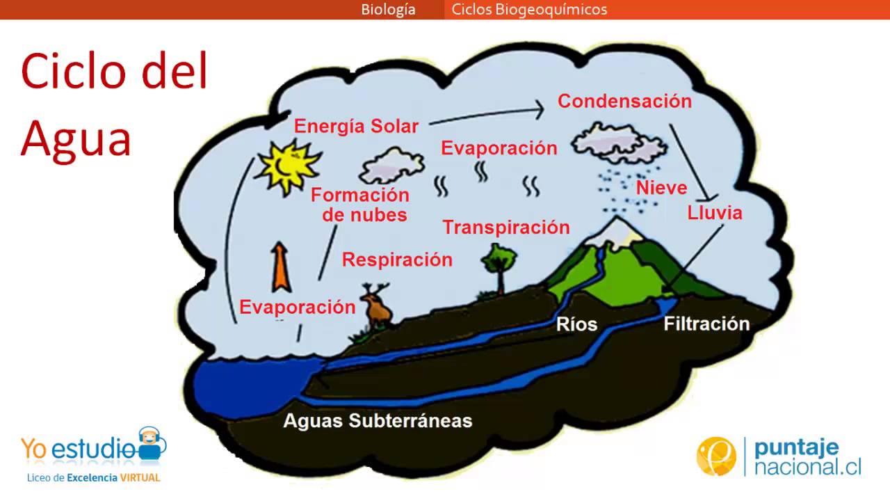 Ciclos Biogeoquímicos - thptnganamst.edu.vn