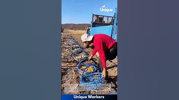 Corn harvest for beginners: a simple guide to harvesting corn