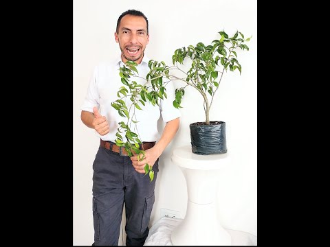Vídeo: Ficus Plantes d'interior: com cuidar un arbre de ficus