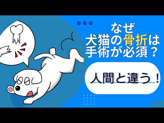 人間と違う！？犬猫の骨折は手術が当たり前な理由 - YouTube