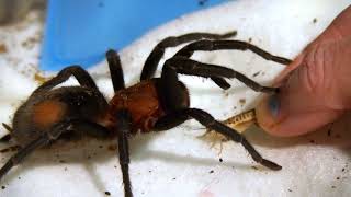 Tarantula thinks my finger is food and wants to take a bite