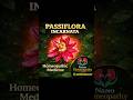 Passiflora Incarnata 🌿 | Best Remedy for Sleep & Anxiety#sleepremedy