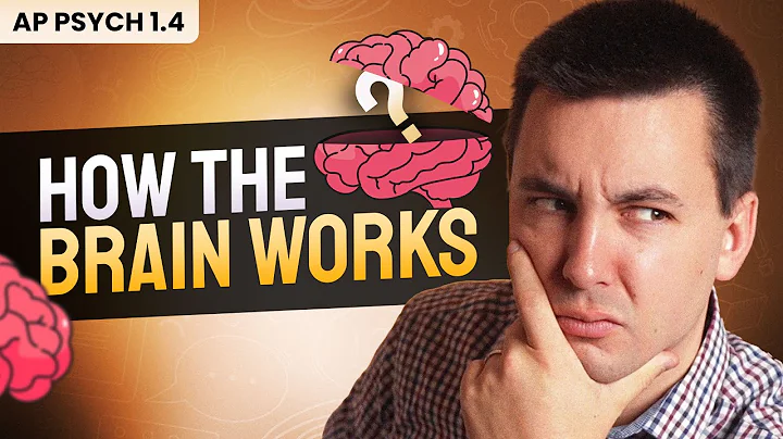 Brain Structures & Function (AP Psychology Review Unit 1 Topic 4)