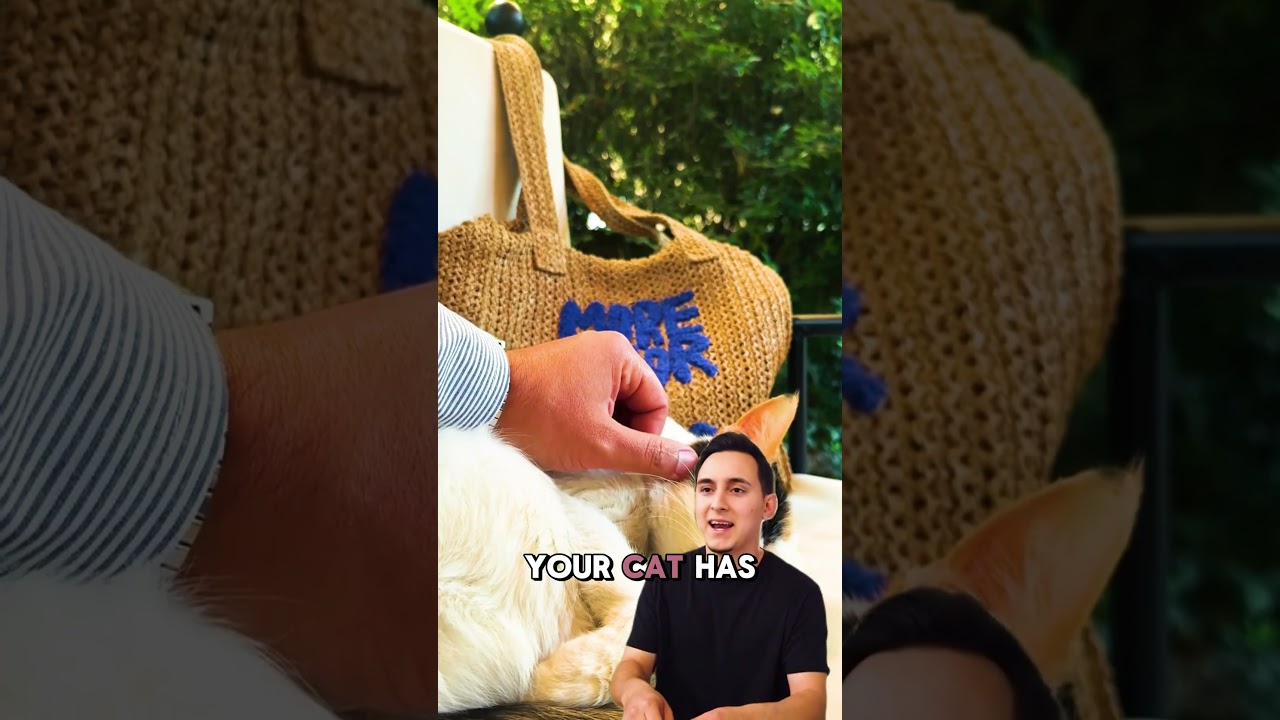 How does CBD help your cat feel cool, calm, and cuddly?