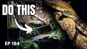 How To Set Up A Snake Enclosure - Advice from Expert Keeper