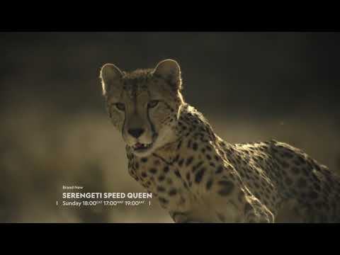 Serengeti Speed Queen Sunday - Big Cat Month