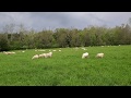 Lambing season in full bloom at Green Pastures Farm!