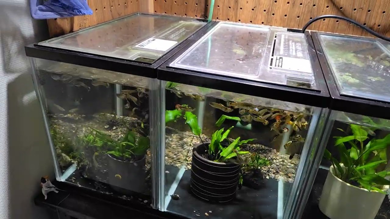 グッピー飼育日記　餌の量と水換え頻度について質問来ていたので見解を答えていきます