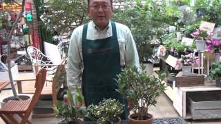 スキミアの育て方 日常管理 実を付けるためには Youtube