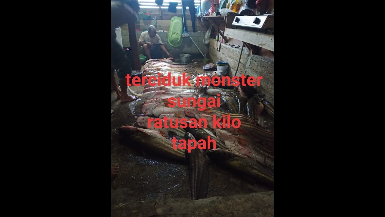 Panen ikan Tapah raksasa sungai kalimantan barat - YouTube